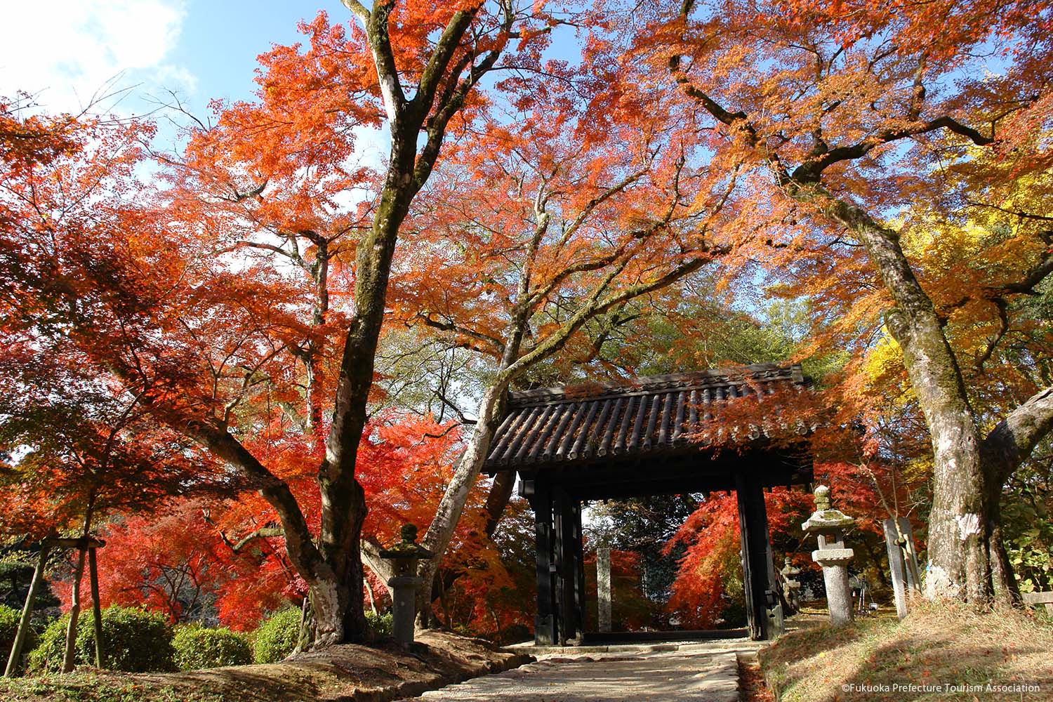 紅葉と秋月