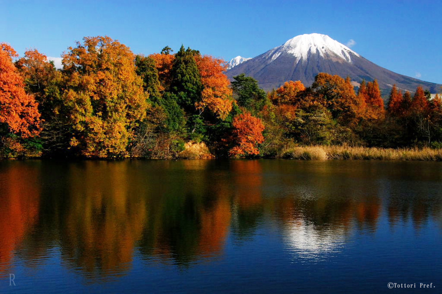 紅葉と大山