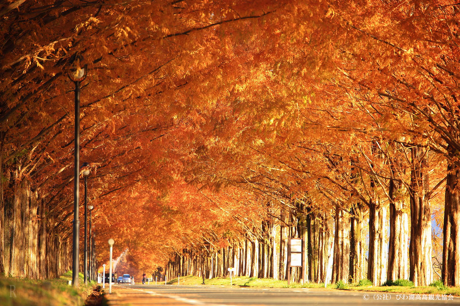 紅葉とメタセコイア並木