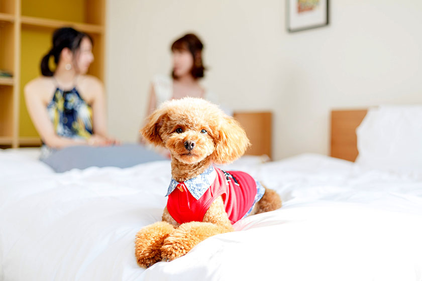 愛犬と一緒におでかけしたい 関東 関西 中国のペットと泊まれるグランピング施設をご紹介 リゾートグランピングドットコム