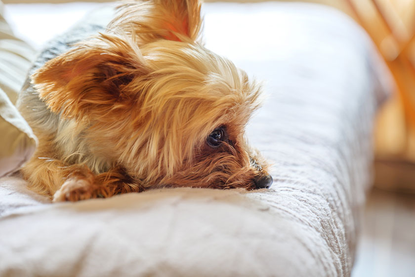 愛犬と一緒におでかけしたい 関東 関西 中国のペットと泊まれるグランピング施設をご紹介 リゾートグランピングドットコム