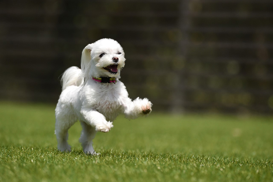 dog garden dome