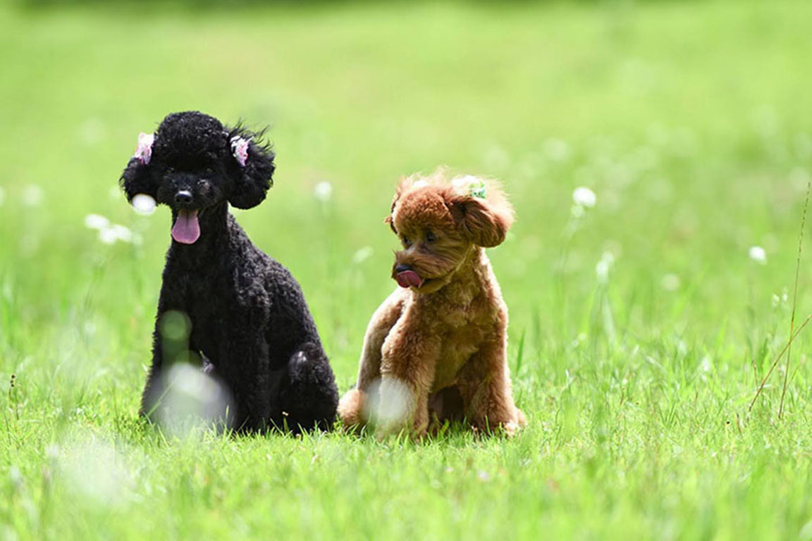 ２棟限定・愛犬と泊まれるドームテント