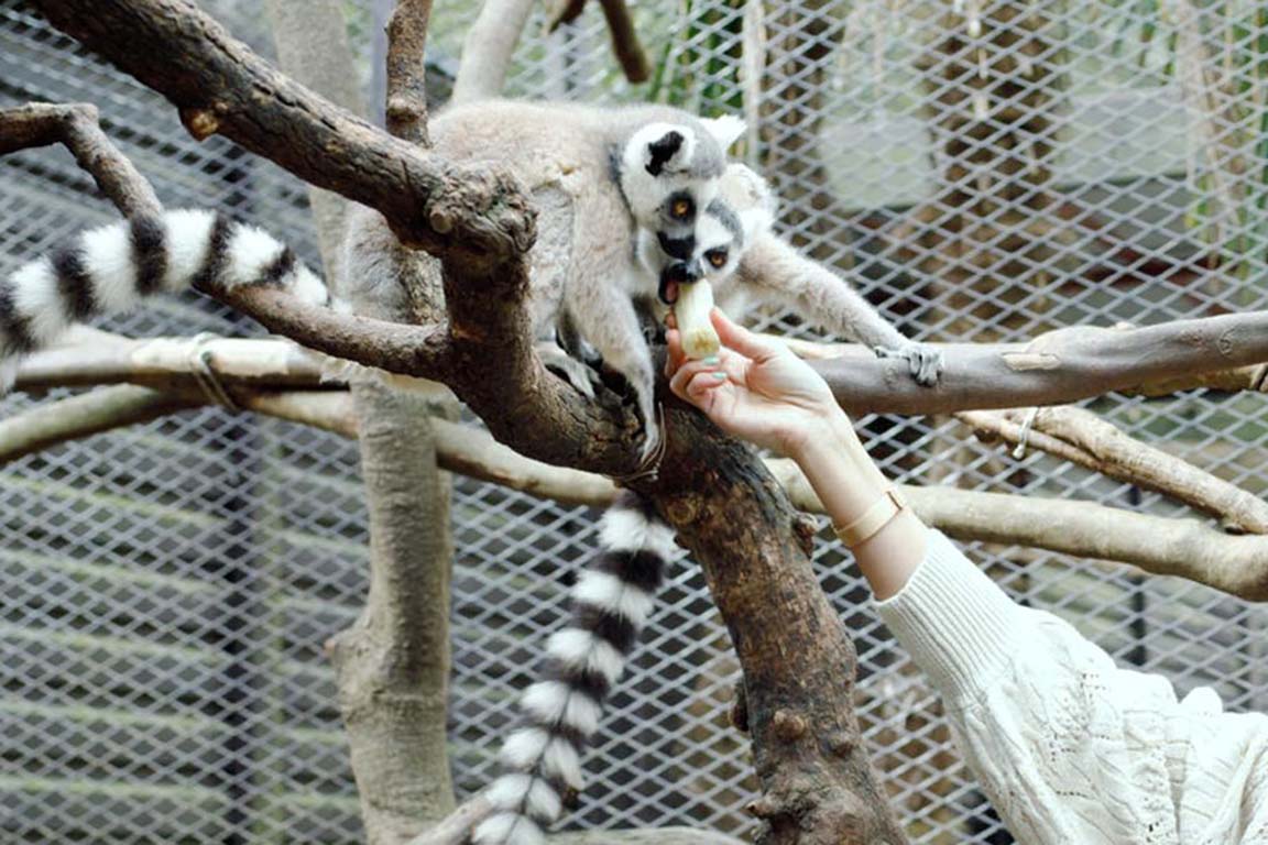 「動物園」×「グランピング」でひと味違うグランピング体験