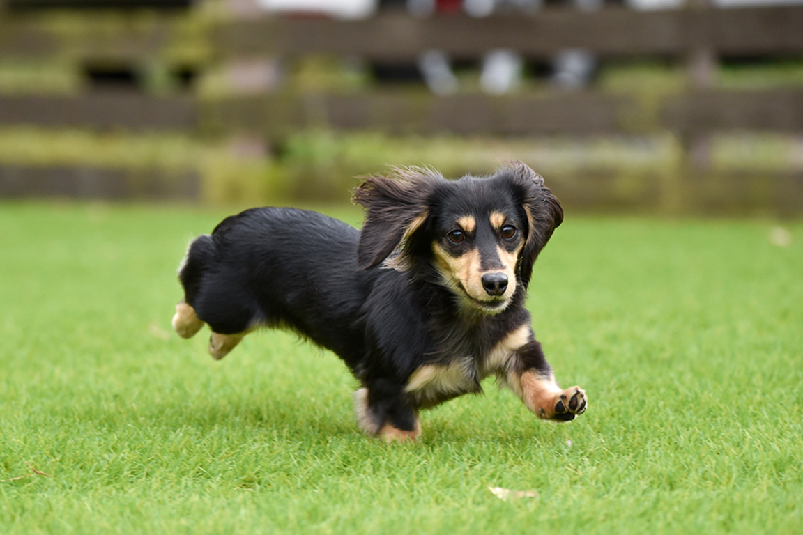 【愛犬同伴可】2ベッド・サンセットドーム