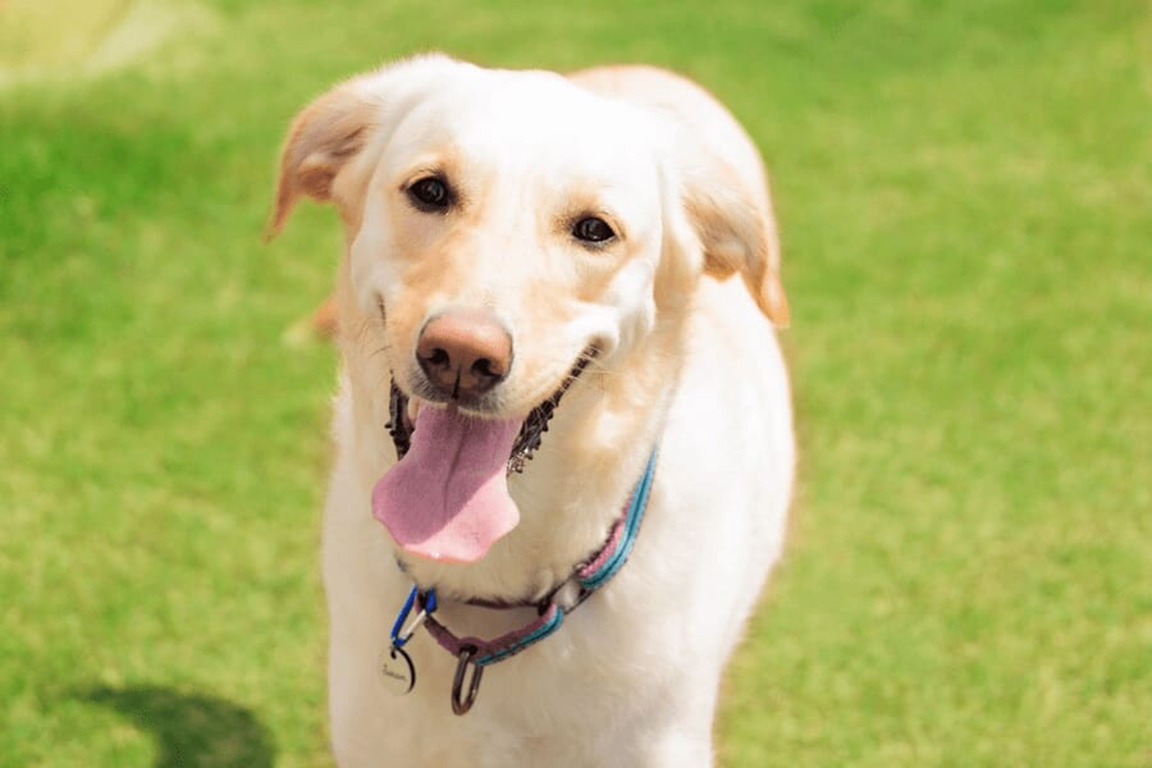 ドッグラン付きキャビン(小型犬～大型犬までOK)