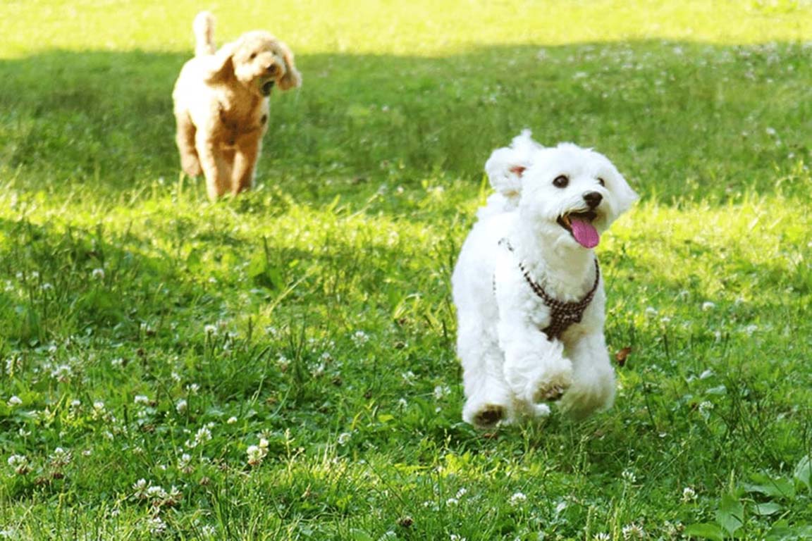 Cabin with dog run (small and medium-sized dogs OK)