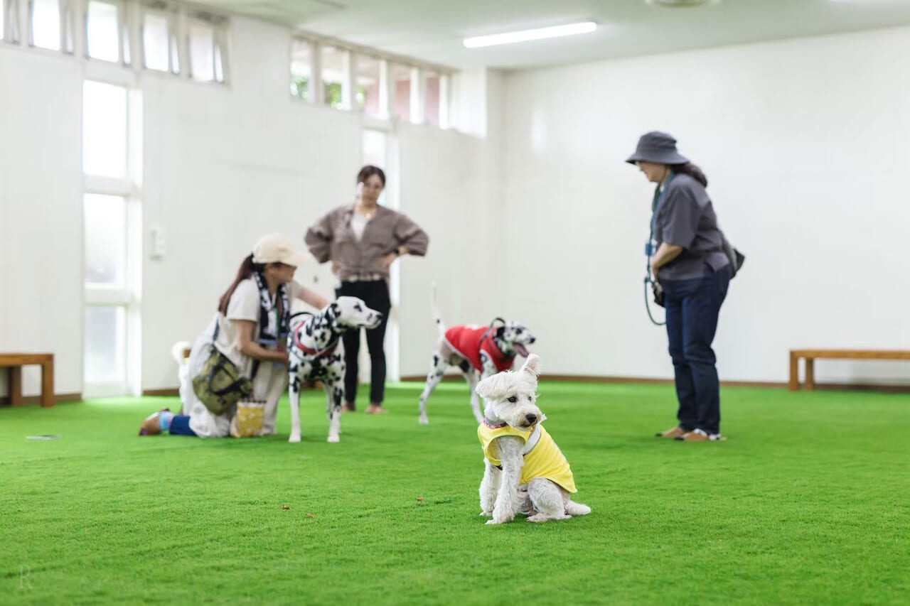 室内遛狗场