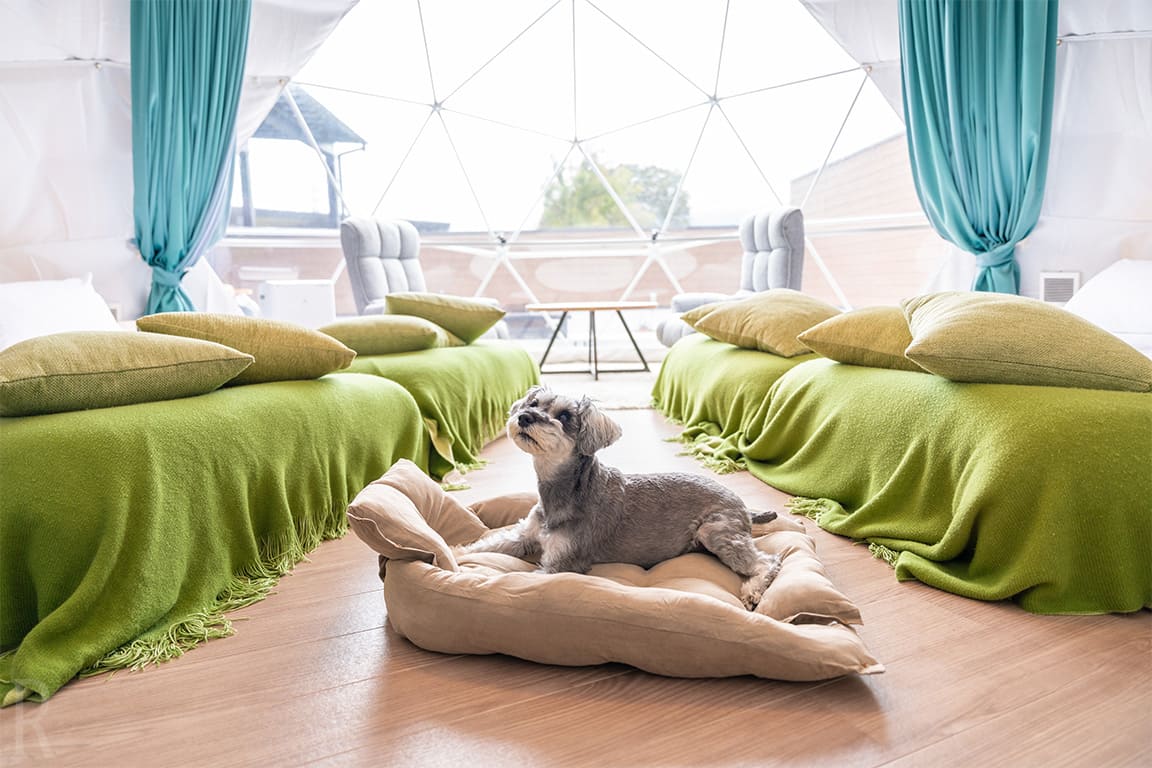 WITH DOG STYLE