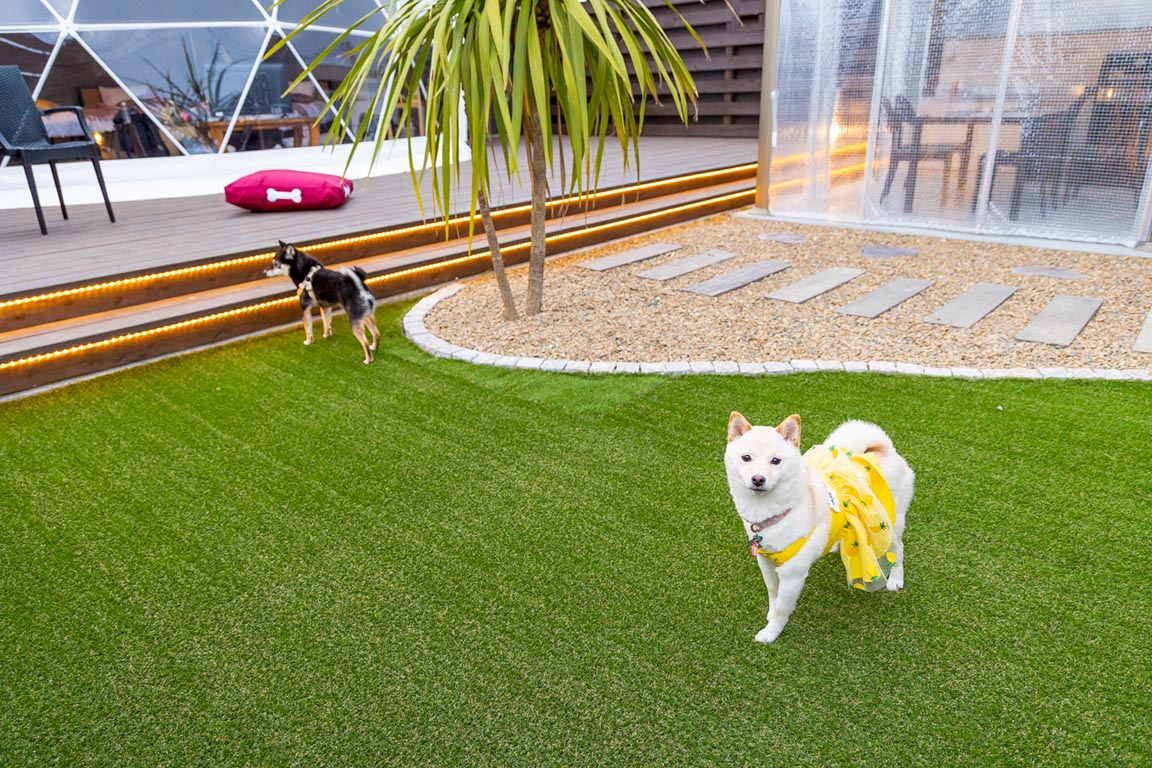 【愛犬同伴可／専用ガーデン付き】ドッグガーデンドーム<i class=