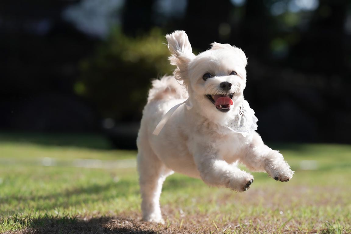 ドッグガーデン【愛犬同伴可能】