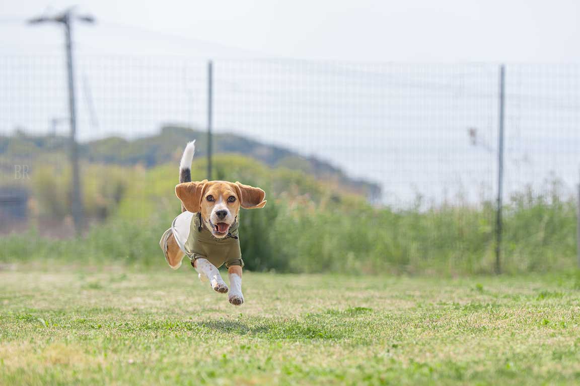 【愛犬同伴OK】ドッグスイート