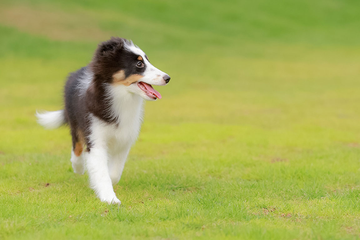 愛犬と泊まれるプライベートヴィラ【ドッグスイート】