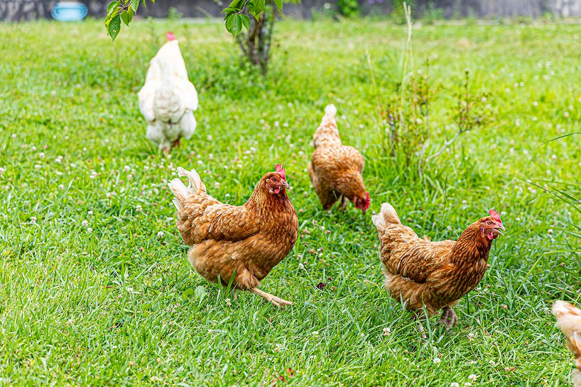 Chickens that give birth to happy eggs