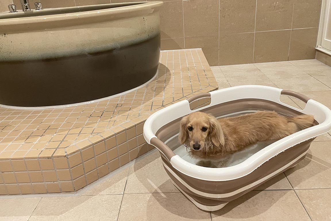 Full bathtub and hair dryer for dogs