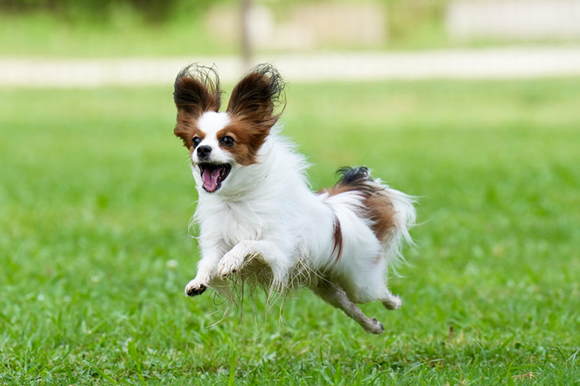 愛犬同伴可能なお部屋もご用意しております