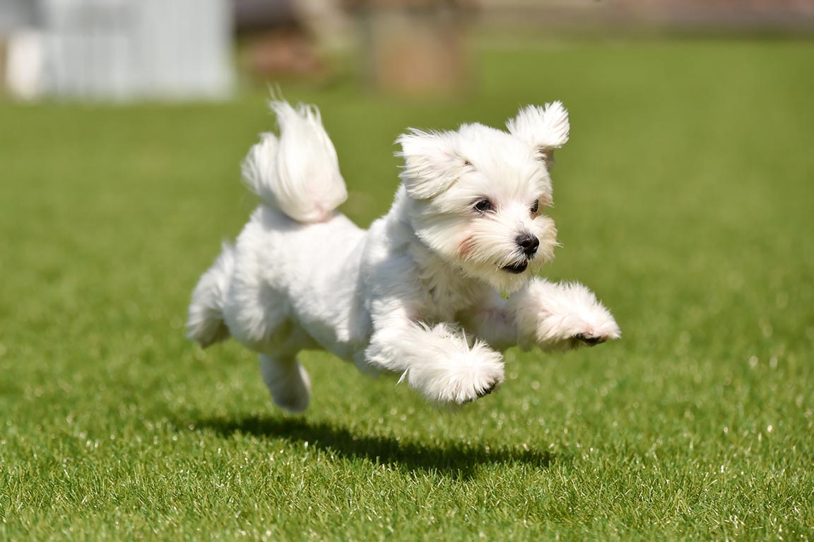 愛犬と一緒にグランピング体験