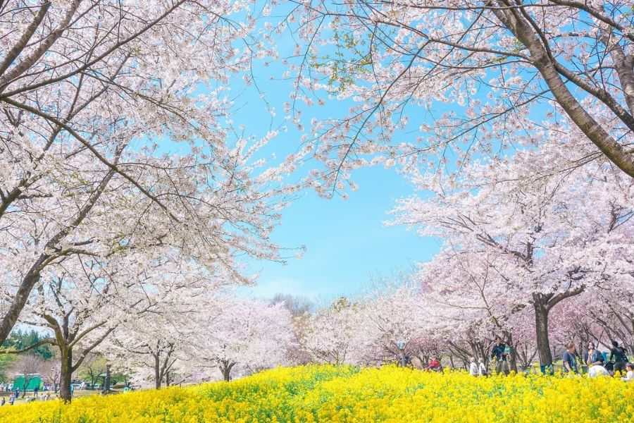 赤城南面千本桜