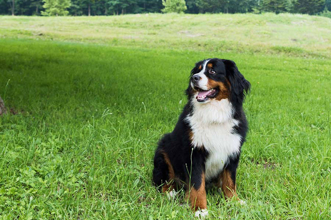 Large dog and dog run