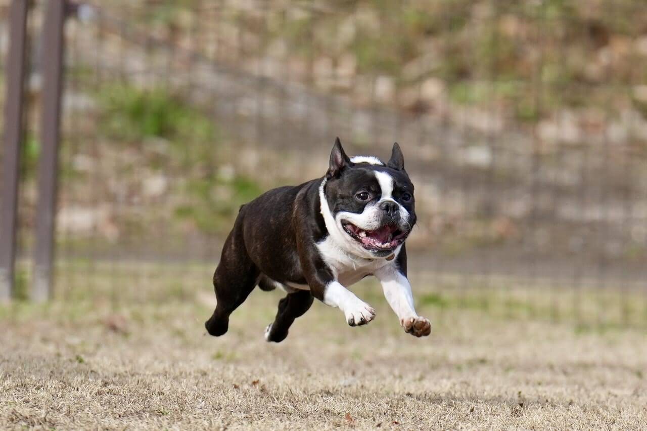 愛犬の性格に合わせた施設選びを