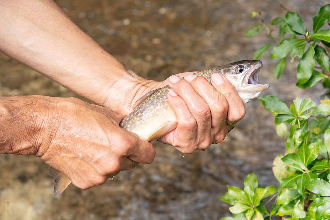 川魚摑み取り体験（7月〜9月）