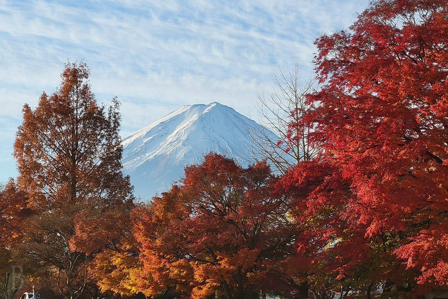 紅葉と富士山