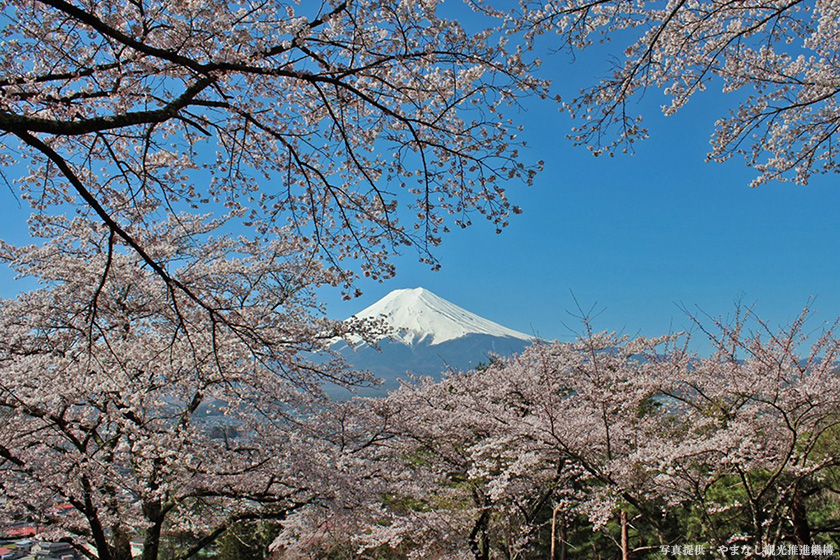 桜と富士山