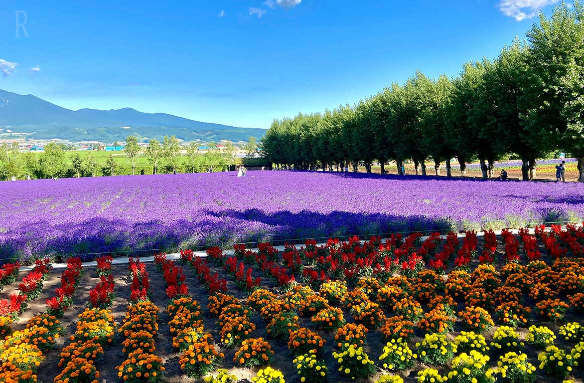 ファーム富田