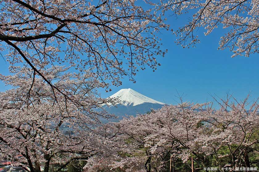 富士山と桜