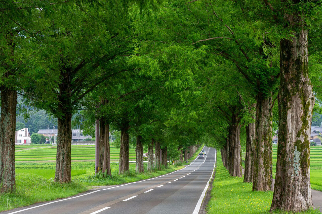 メタセコイア並木道ドライブやサイクリング