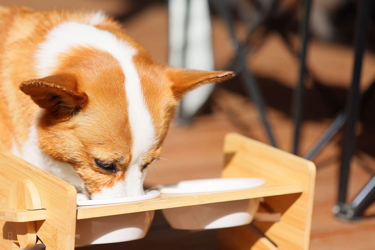 オーシャンスイートドッグ～愛犬同伴可能～