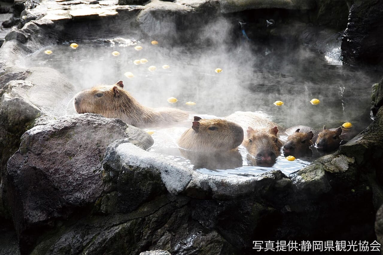 伊豆シャボテン動物公園