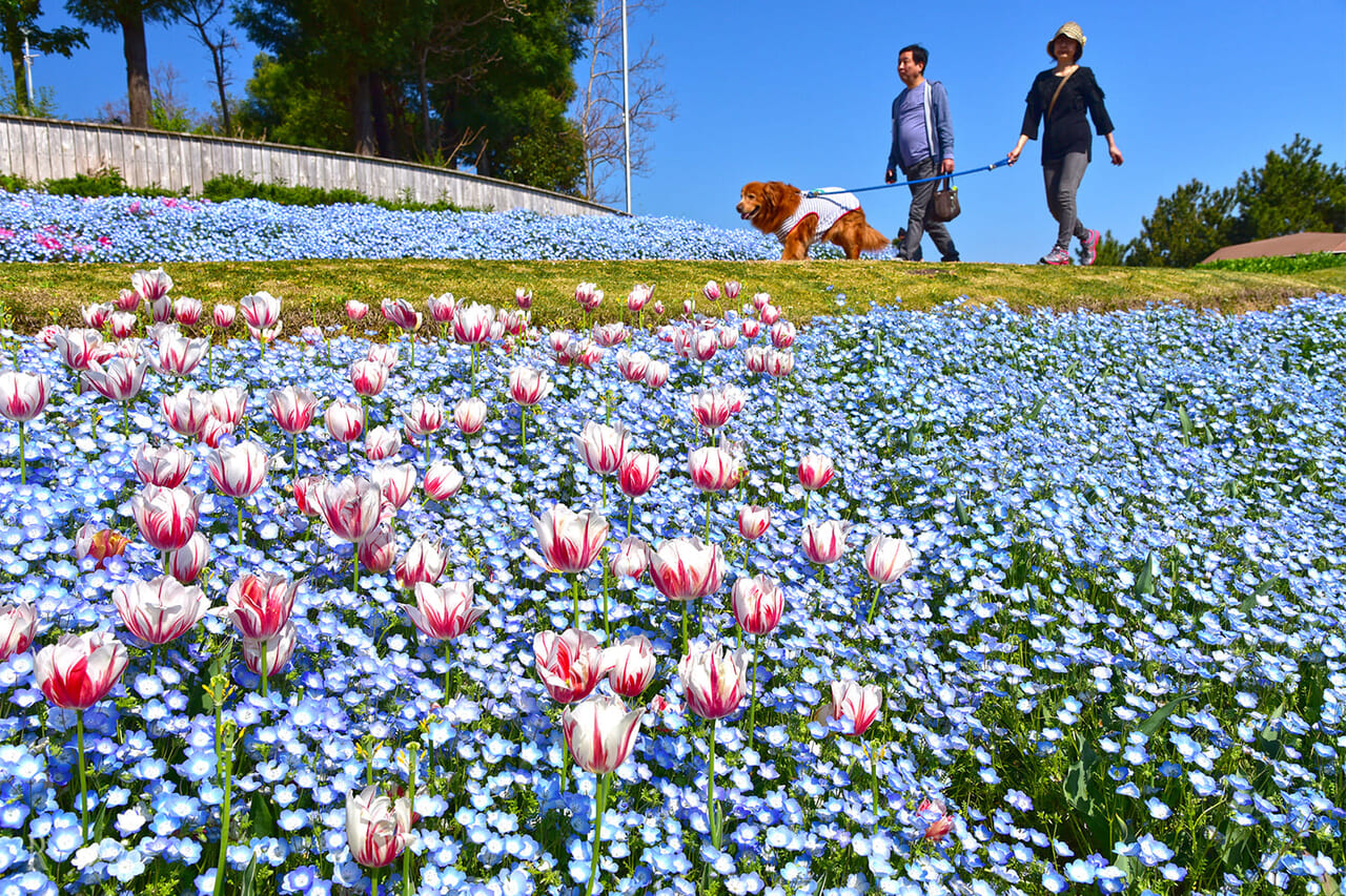 淡路島 国営明石海峡公園