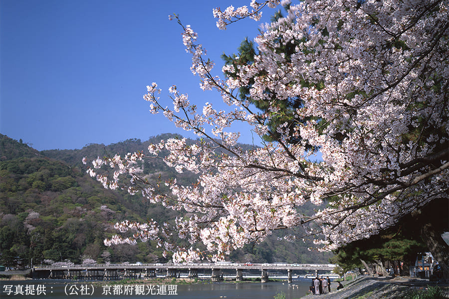 嵐山の桜