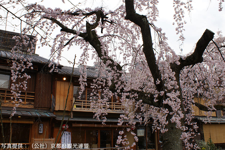 祇園白川の桜