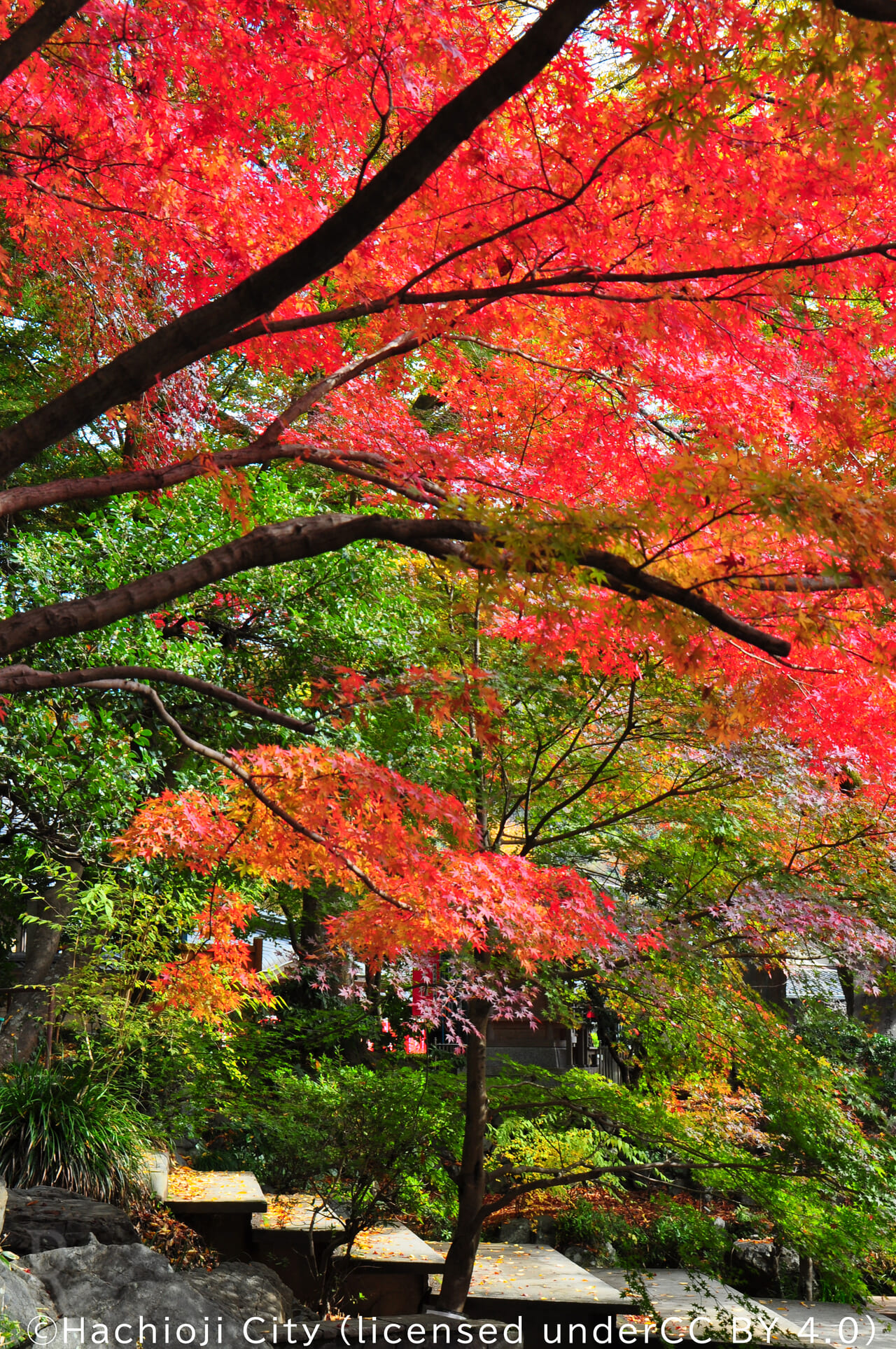 紅葉