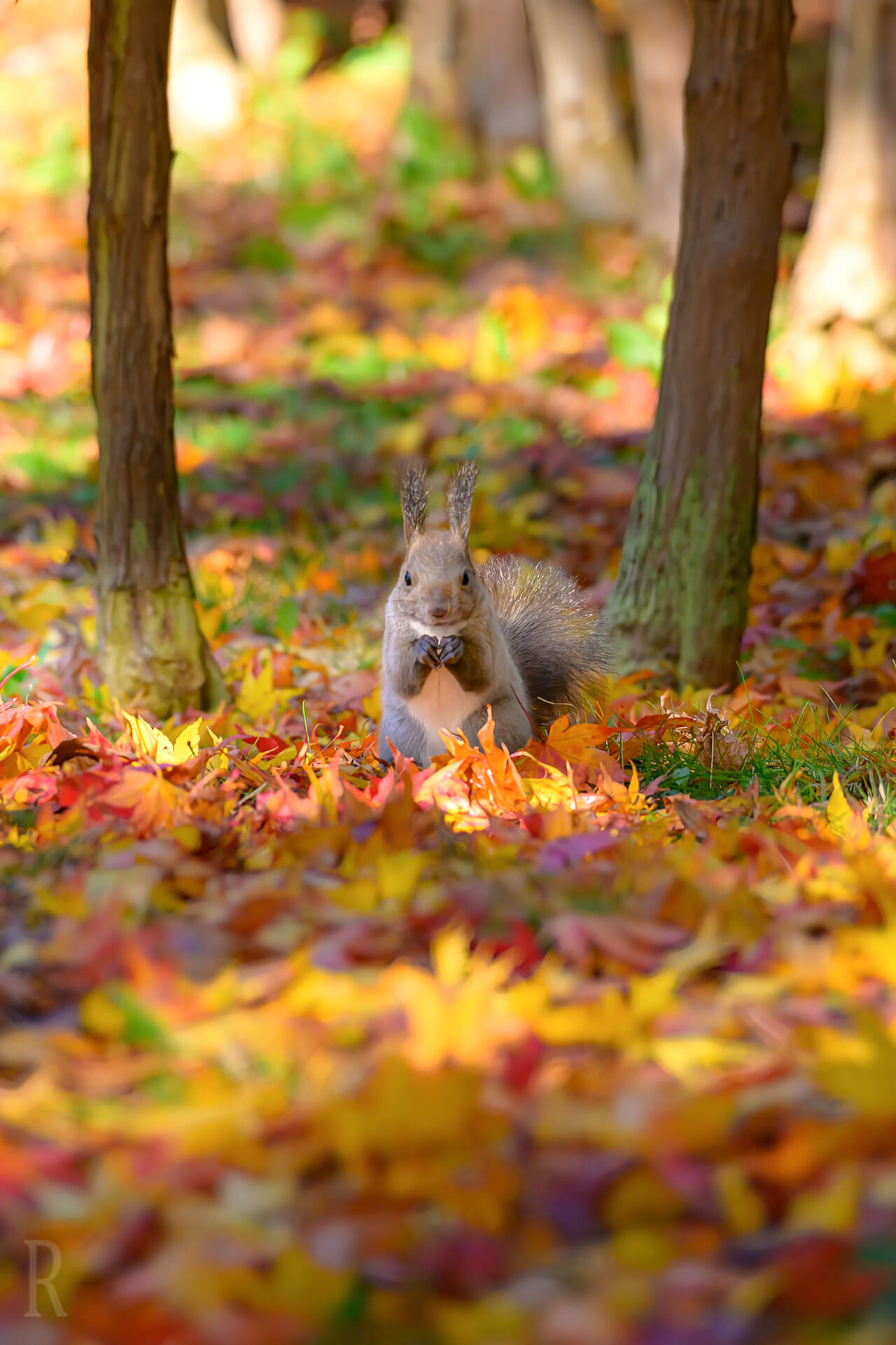 紅葉