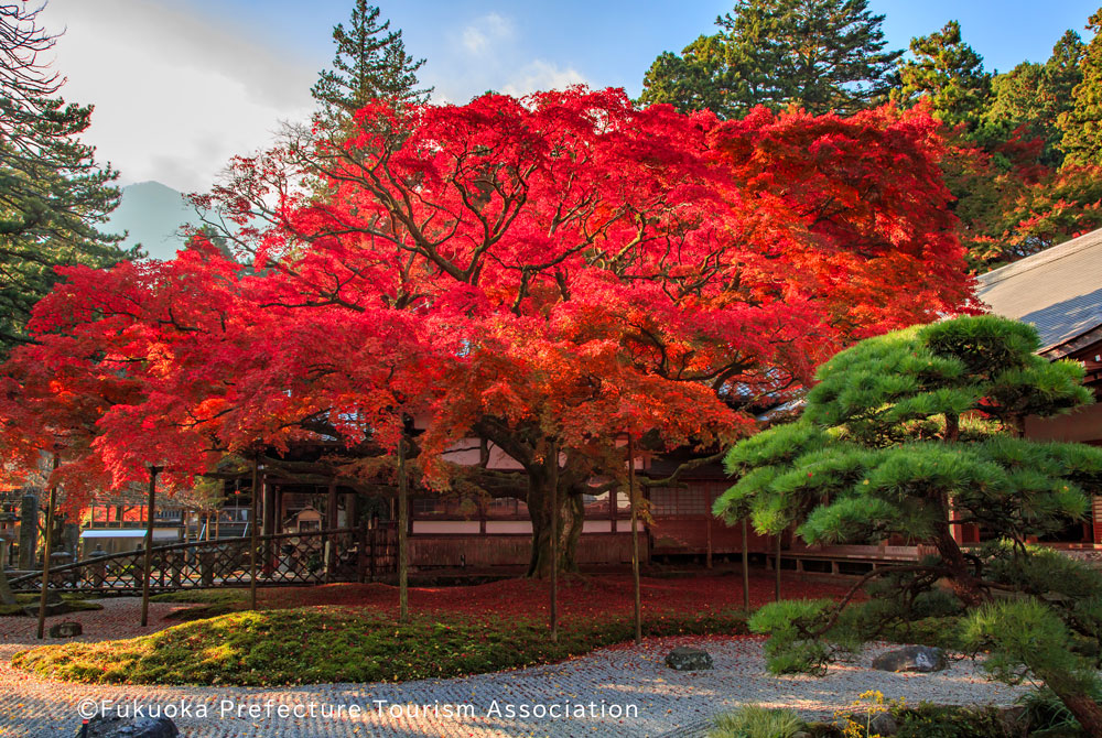 紅葉