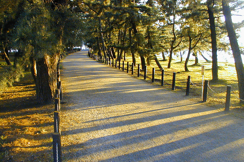 天橋立松並木