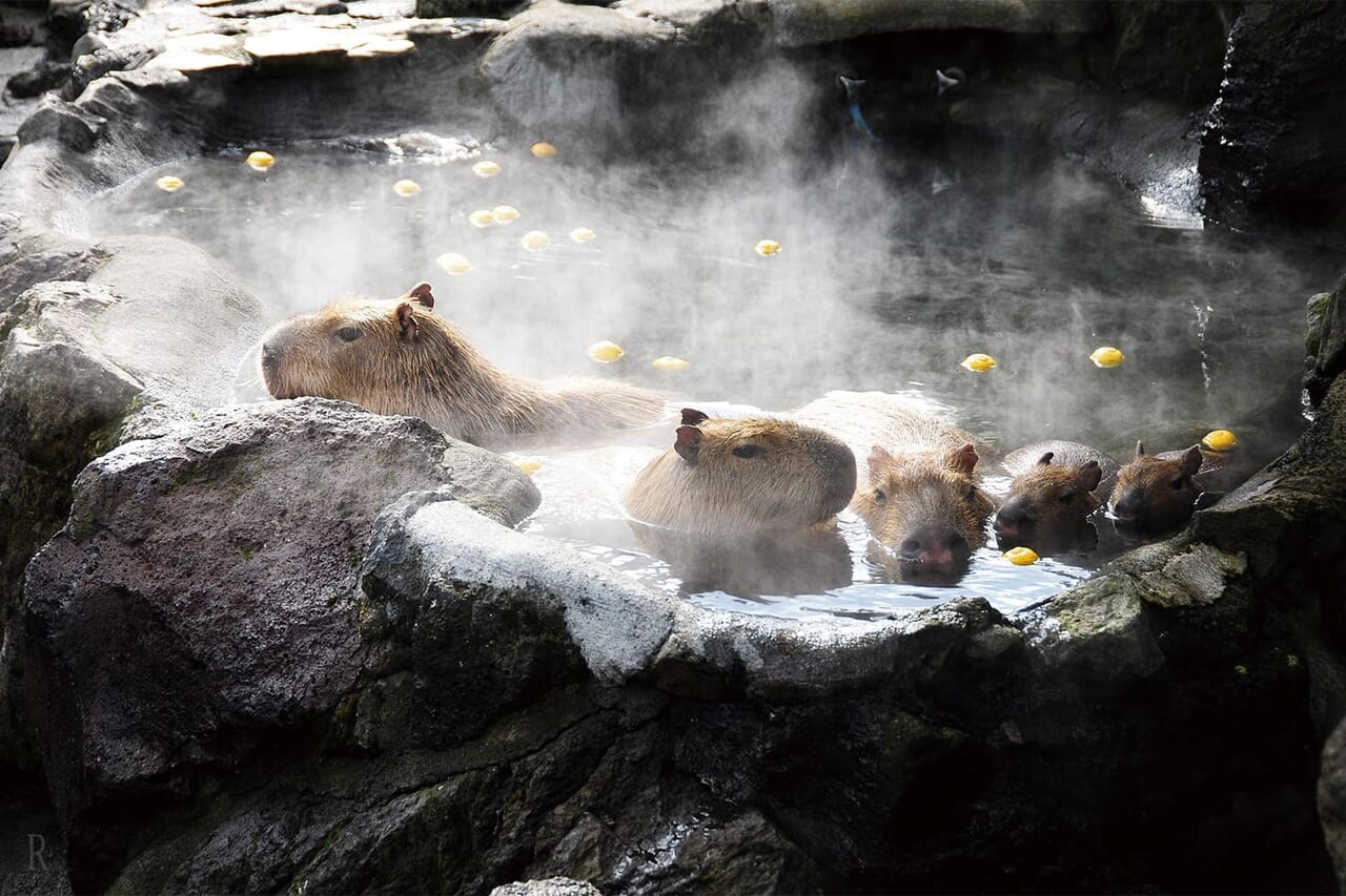 伊豆シャボテン公園 カピバラ