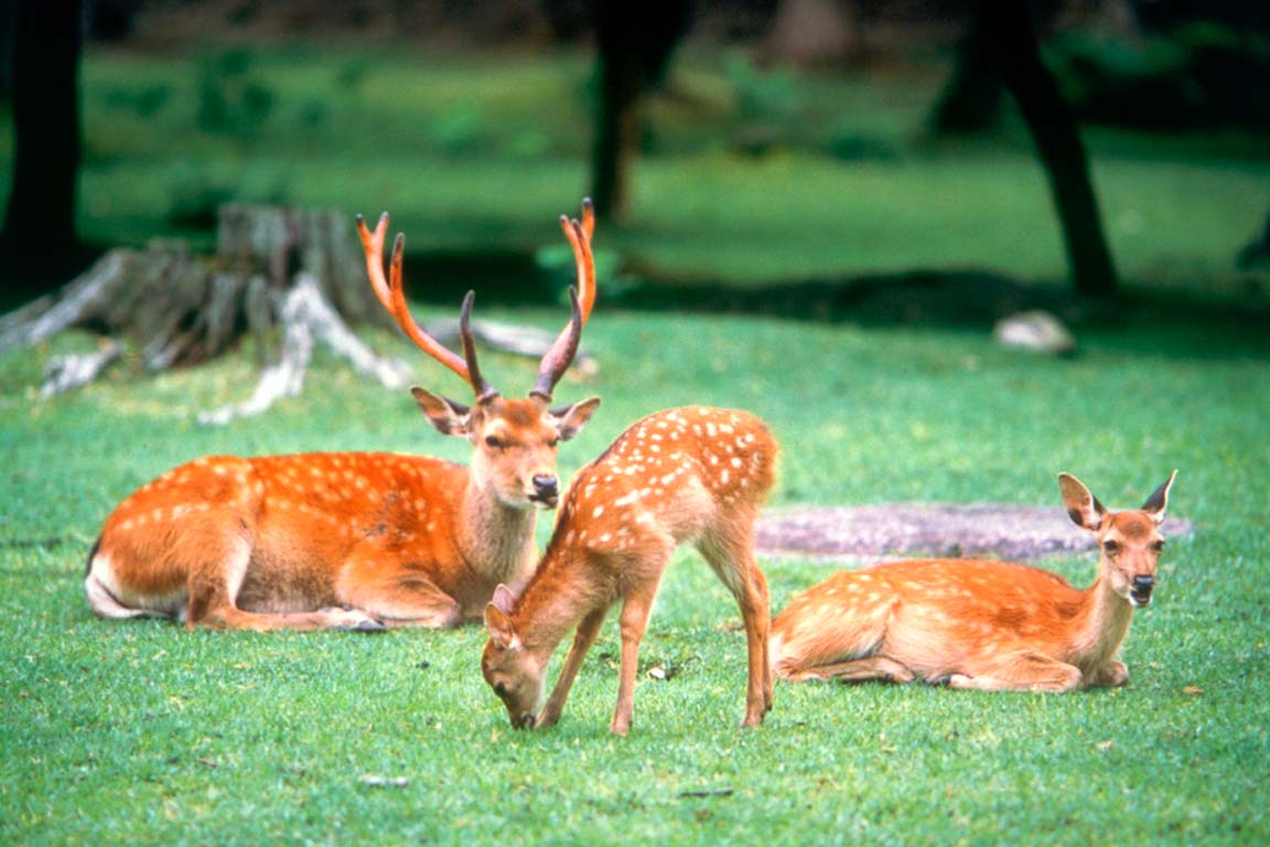 奈良公園 鹿 奈良 グランピング 周辺スポット